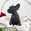 French Bulldog French Bulldog puppies