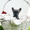 French Bulldog French Bulldog puppies