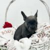 French Bulldog French Bulldog puppies