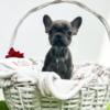 French Bulldog French Bulldog puppies