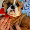 Bulldog English Bulldog, top breed