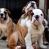 Bulldog English Bulldog, top breed