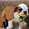 Bulldog English Bulldog, top breed
