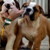 Bulldog English Bulldog, top breed