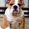 Bulldog English Bulldog, top breed