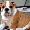 Bulldog English Bulldog, top breed