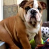 Bulldog English Bulldog, top breed