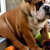 Bulldog English Bulldog, top breed