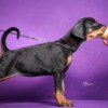 Doberman Pinscher Doberman puppies