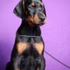 Doberman Pinscher Doberman puppies