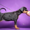 Doberman Pinscher Doberman puppies