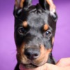 Doberman Pinscher Doberman puppies