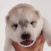 Siberian Husky Siberian Husky puppies
