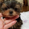 Yorkshire Terrier Yorkie puppies for adoption