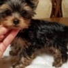 Yorkshire Terrier Yorkie puppies for adoption
