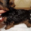Yorkshire Terrier Yorkie puppies for adoption