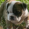 American Bulldog Bulldog
