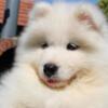 Samoyed Samoyed  puppies