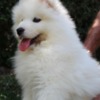 Samoyed Samoyed  puppies