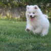 Samoyed Samoyed  puppies