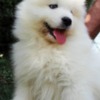 Samoyed Samoyed  puppies