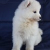 Samoyed Samoyed  puppies