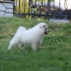 Samoyed Samoyed  puppies