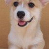 Welsh Corgi, Pembroke Pembroke Welsh Corgi puppies