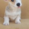 Welsh Corgi, Pembroke Pembroke Welsh Corgi puppies