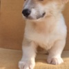 Welsh Corgi, Pembroke Pembroke Welsh Corgi puppies