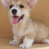 Welsh Corgi, Pembroke Pembroke Welsh Corgi puppies