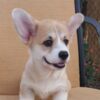 Welsh Corgi, Pembroke Pembroke Welsh Corgi puppies