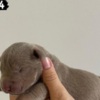 American Staffordshire Terrier AMERICAN BULLY Xl