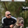 American Staffordshire Terrier AMERICAN BULLY Xl