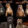 American Staffordshire Terrier AMERICAN BULLY Xl