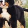 Bernese Mountain Dog Bernese Mountain dog puppies