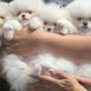 Pomeranian White Pomeranian Spitz puppies