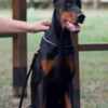 Doberman Pinscher Doberman puppies for sale