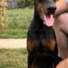 Doberman Pinscher Doberman puppies for sale