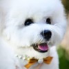 Bichon Frise Bichon Frise puppy for sale