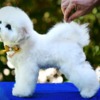 Bichon Frise Bichon Frise puppy for sale