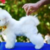Bichon Frise Bichon Frise puppy for sale