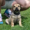 Boerboel Boerboel (South African Mastiff) puppies