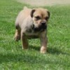 Boerboel Boerboel (South African Mastiff) puppies