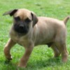Boerboel Boerboel (South African Mastiff) puppies