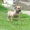 Boerboel Boerboel (South African Mastiff) puppies