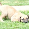 Boerboel Boerboel (South African Mastiff) puppies