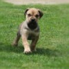 Boerboel Boerboel (South African Mastiff) puppies