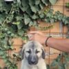 Kangal Dog Turkish Kangal puppies for sale