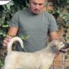 Kangal Dog Turkish Kangal puppies for sale